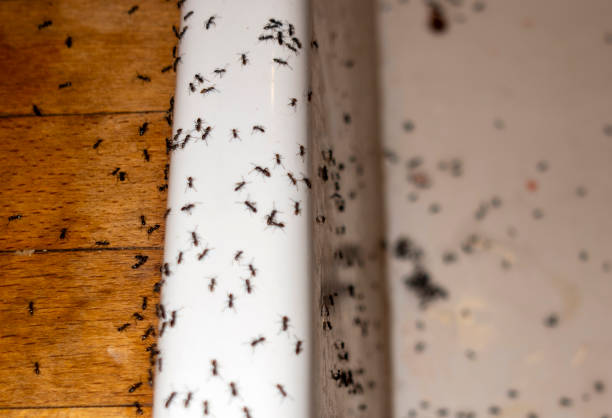 Best Best Pest Control Companies  in San Juan Bautista, CA