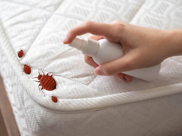 Best Spider Control Near Me  in San Juan Bautista, CA