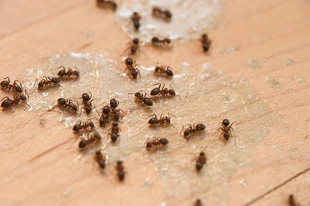Pest Prevention Services in San Juan Bautista, CA